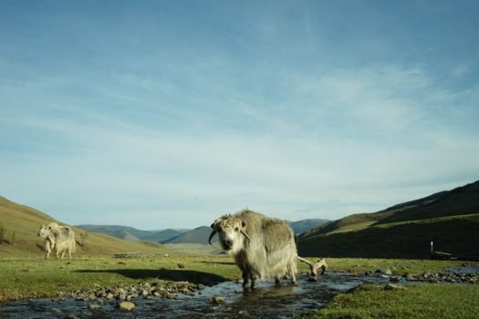 Mongolië - stare down!