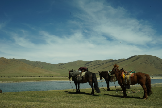 Mongolië - travelling nomad style