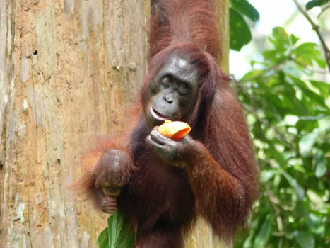 Sepilok - Moeder en kind...