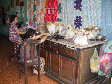 Vietnam - Vietnamese hondentrimsalon