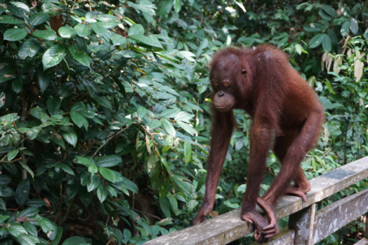 Maleisië - Sepilok orang-oetan rehabilitatiecentrum