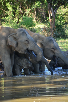 Sri Lanka - Drinking elephant family