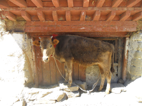 Tibet - Schaduw zoeken
