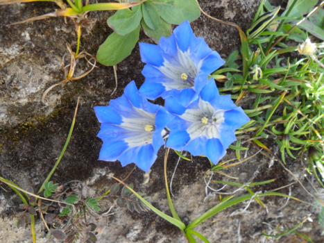 Tibet - Gentianen