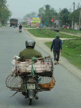 Vietnam - Verse sate