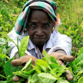 Sri Lanka - Portret Tamil vrouwenarbeid theeplantages