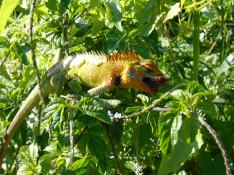 Sri Lanka - All the colors of the world
