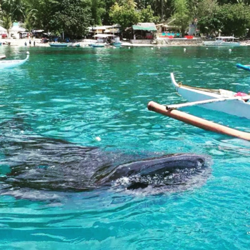 Filipijnen - Whale Watching in Oslob