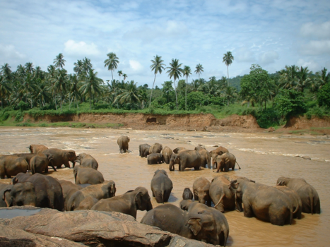 Sri Lanka - Olifanten speelkwatier