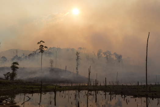 Laos - Fire, Smoke and Dead Trees
