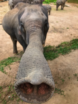 Rondreis Noord-Thailand - Animals are my favorite people!