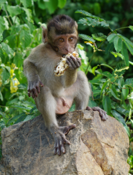 Thailand - *Nom nom nom*