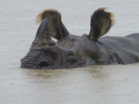 Nepal - Rhino in the wild