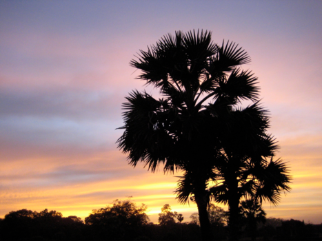 Rondreis Thailand & Cambodja - Not the lonely cypress tree (at Angkor Wat)