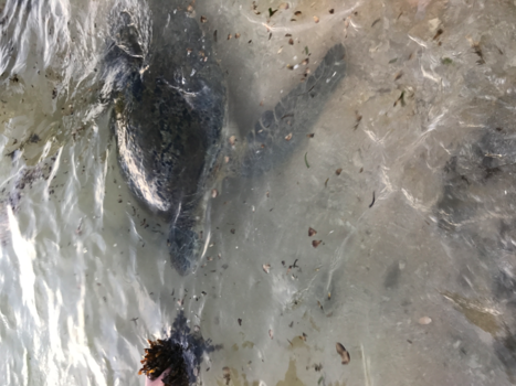 Sri Lanka - Zeeschildpad