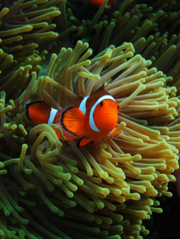 Perhentian Islands - I found nemo!