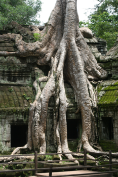 Angkor Wat - Ta Promh, Angkor Wat, Cambodja, 2015