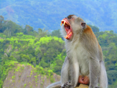 Indonesië - The Yawn