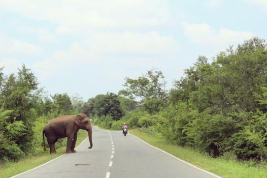 Sri Lanka - Er moet even iemand oversteken..