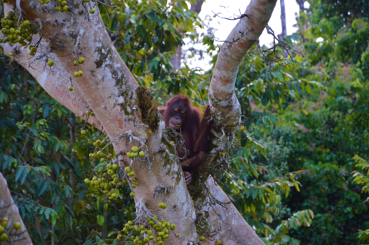 Rondreis door Maleisisch Borneo - Wild orangutan at the Kinabatangan River, Borneo