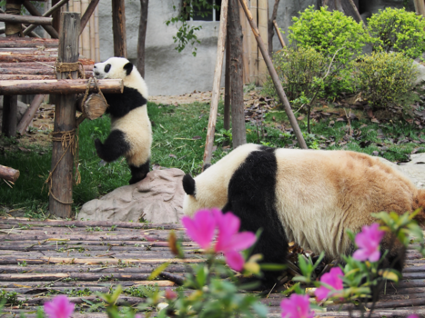 Chengdu - Panda's!