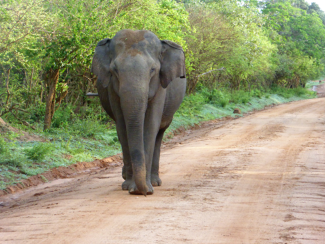 Sri Lanka - A wild surprise but so calm