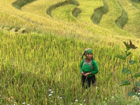 Vietnam - lot's of green