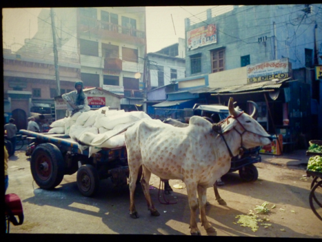 India - Mistige morning maar feestelijke koe.....incredible India