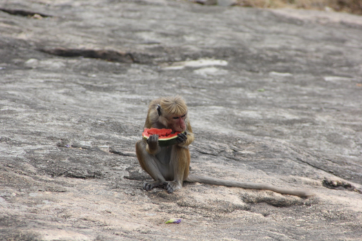 Sri Lanka - Sri Lanka - Fresh food
