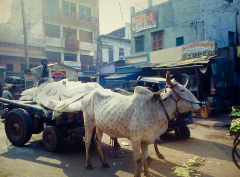Jaipur - Ik zie stippels voor mijn ogen