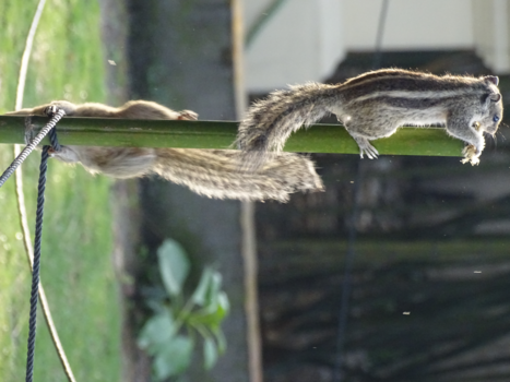 Lumbini - Knabbel en babbel