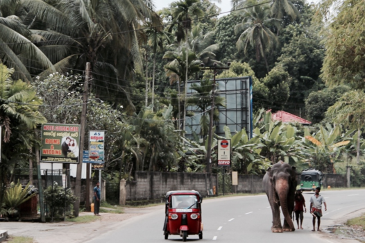 Sri Lanka - Palmbomen, een TukTuk en een olifant aan de wandel. Sri Lanka in één foto.