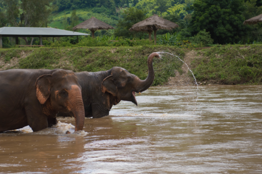 Thailand - Olifanten spelen in de rivier in Thailand