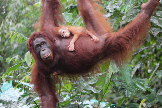 Rondreis door Maleisisch Borneo - Orang Oetang in de jungle van Borneo