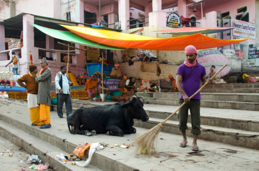 Varanasi - Holy Cow - Varanasi India