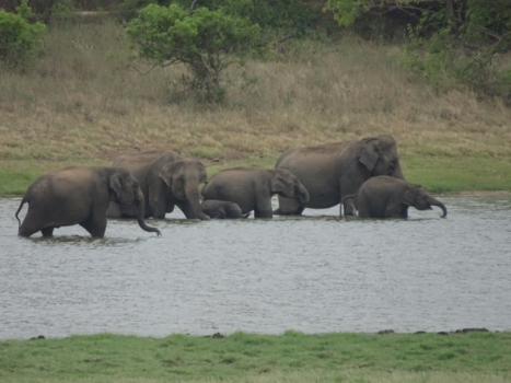 Sri Lanka - Poedelen voor de olifanten