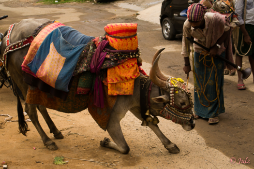 Bangalore (Bengaluru) - Kneeling cow