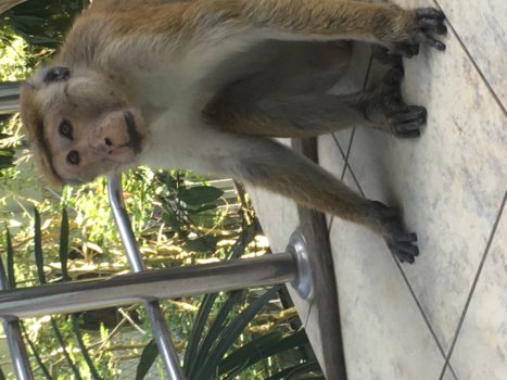Sri Lanka - Aap op je balkon