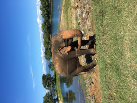 Sri Lanka - Olifant onderweg