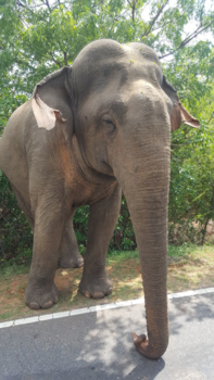 Sri Lanka - Langs de weg