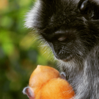 Kuala Lumpur - ~ Silverleaf app met jong ~  Kuala lumpur