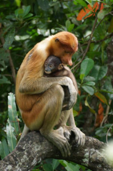 Rondreis door Maleisisch Borneo - Mothers protection
