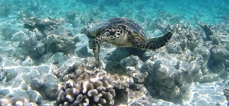 Malé - Sea turtle