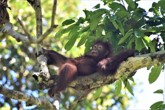 Rondreis door Maleisisch Borneo - Oeran oetan in Sepilok