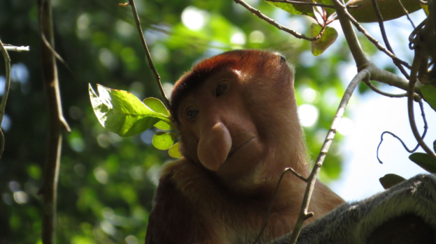 Rondreis door Maleisisch Borneo - Prachtige aandoenlijke  neusaap