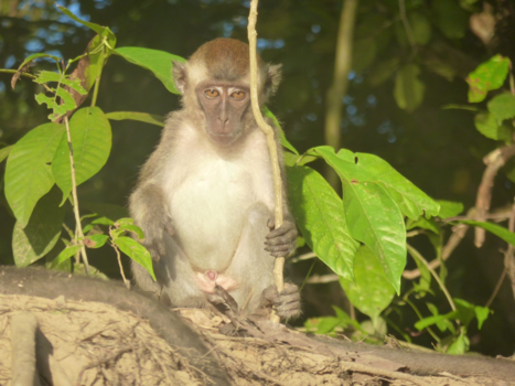 Rondreis door Maleisisch Borneo