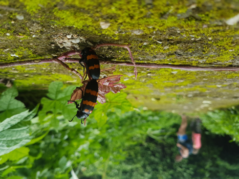 Chiang Mai - Just nature