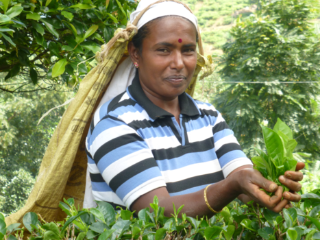 Sri Lanka - Theeplukster
