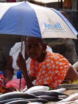 Sri Lanka - Vismarkt Negombo