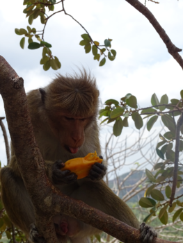 Sri Lanka - Lekker snoepgoed!